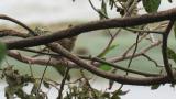 Yellow-throated Bunting