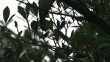 Mugimaki Flycatcher