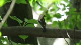 Male Narcissus Flycatcher