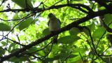 Female or juvenile Narcissus Flycatcher
