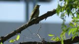 Female or juvenile Narcissus Flycatcher