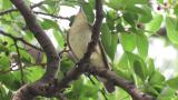 Female or juvenile Narcissus Flycatcher