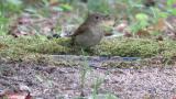 Female or juvenile Narcissus Flycatcher drinking water