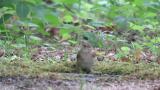 Female or juvenile Narcissus Flycatcher drinking water