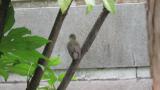 Female or juvenile Narcissus Flycatcher