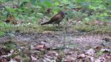 Female or juvenile Narcissus Flycatcher bathing and female Blue-and-white Flycatcher
