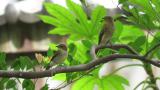 Female or juvenile Narcissus Flycatcher and female Blue-and-white Flycatcher perched on the same branch