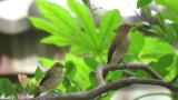 Female or juvenile Narcissus Flycatcher and female Blue-and-white Flycatcher perched on the same branch