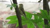 Female or juvenile Narcissus Flycatcher