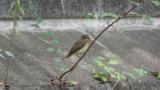 Female or juvenile Narcissus Flycatcher