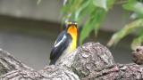 Adult male Narcissus Flycatcher