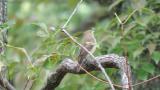 Female or juvenile Narcissus Flycatcher