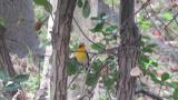 Adult male Narcissus Flycatcher
