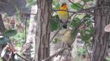 Adult male and female or juvenile Narcissus Flycatchers