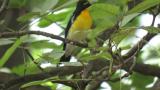 Adult male Narcissus Flycatcher