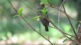 Juvenile(?) Narcissus Flycatcher