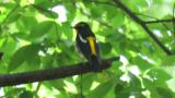 Adult male Narcissus Flycatcher