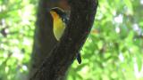 Adult male Narcissus Flycatcher