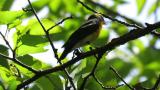 Adult male Narcissus Flycatcher, bill cleaning after eating