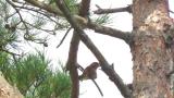 Red Crossbill eating a pine cone