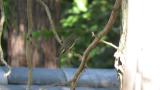 Asian Brown Flycatcher