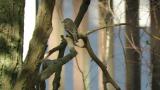 Asian Brown Flycatcher