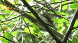 Asian Brown Flycatcher