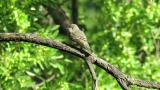 Asian Brown Flycatcher