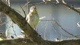 Asian Brown Flycatcher