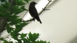 Grey-streaked Flycatcher