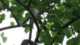 Grey-streaked Flycatcher