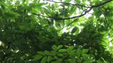 Foraging Arctic Warbler (suspected)