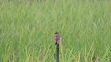 Perched Stejneger's Stonechat