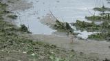 Foraging Terek Sandpiper