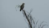 Juvenile Chestnut-cheeked Starling
