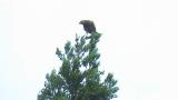 Perched Grey-faced Buzzard