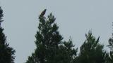 Perched Grey-faced Buzzard