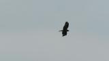 Eastern Buzzard in flight