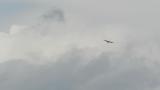 Soaring Eastern Buzzard