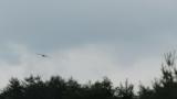 Eastern Buzzard in flight
