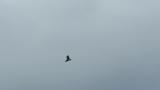 Eastern Buzzard in flight