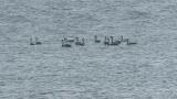 Tundra Swans on the water