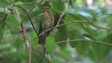 Alarming female Blue-and-white Flycatcher