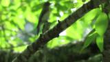 Juvenile Blue-and-white Flycatcher