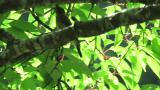 Juvenile Blue-and-white Flycatcher