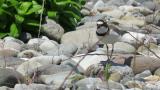 Calling Little Ringed Plover