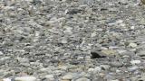 Calling Little Ringed Plover