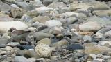 Calling Little Ringed Plover