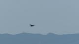 Eastern Marsh Harrier in flight