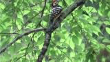 White-backed Woodpecker